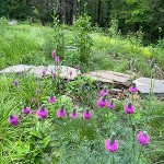 Choosing the Right Native Plants